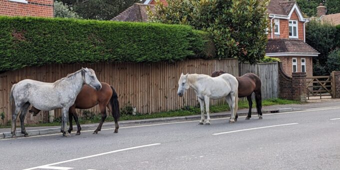 New Forest ponies